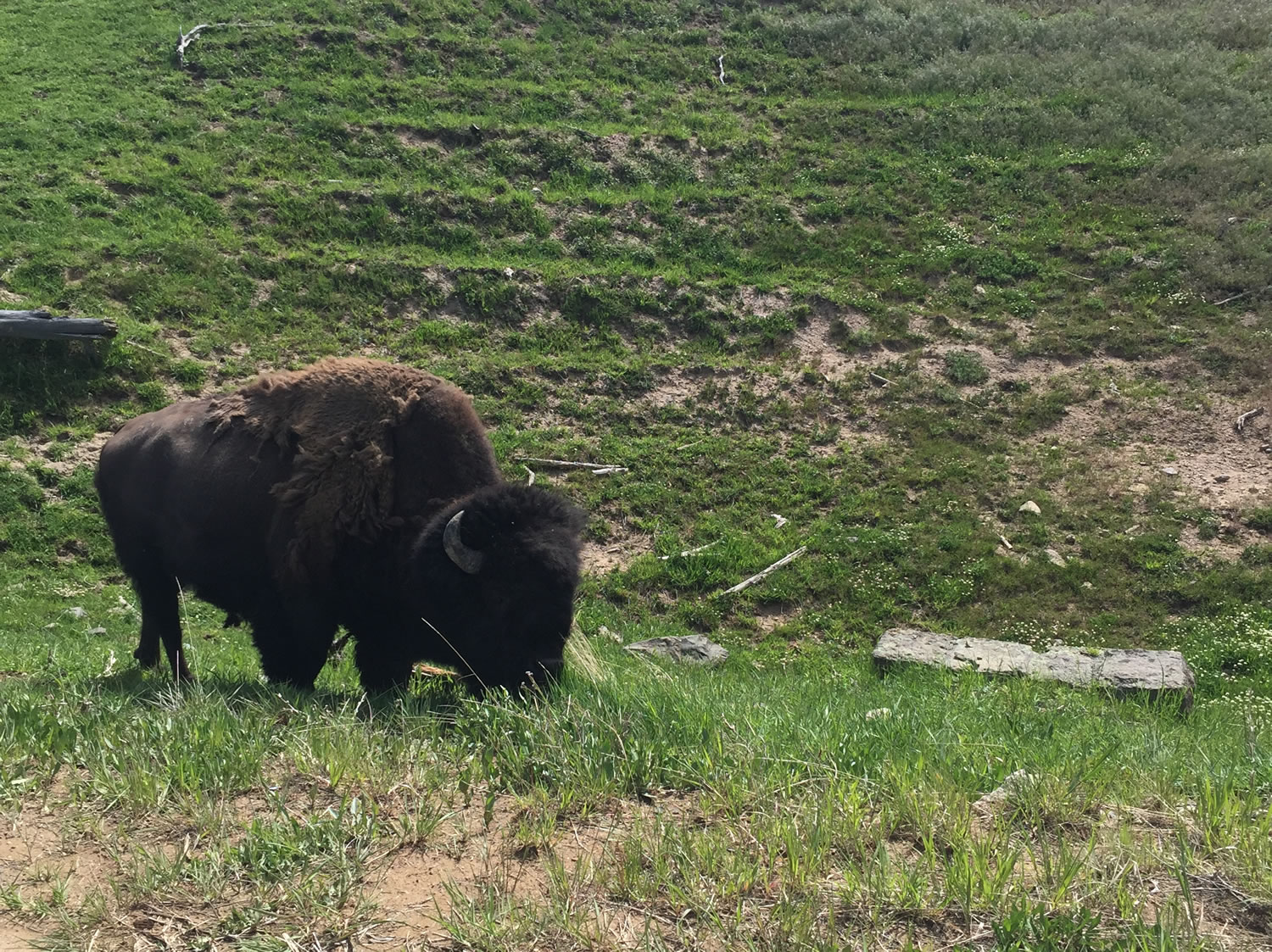 bison